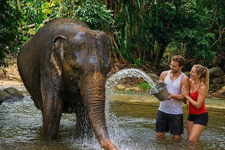Expérience de soins aux éléphants à Koh Samui