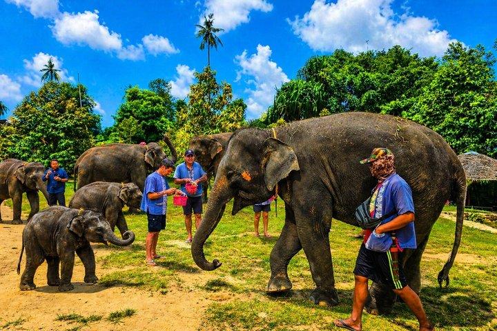 Expérience de soins aux éléphants à Koh Samui