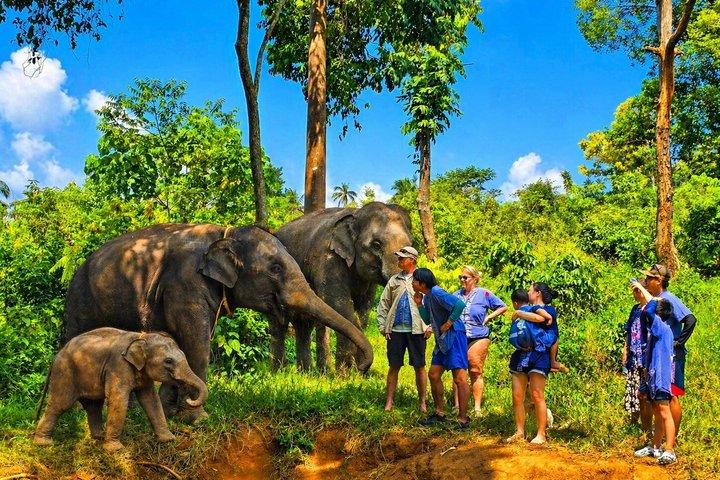 Expérience de soins aux éléphants à Koh Samui