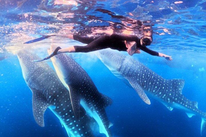 4D3N Komodo & Lombok Tour 2027