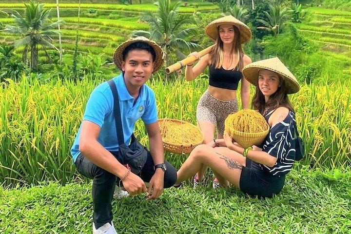 Ubud Tour: Monkey Forest, vandfald, tempel og ris terrasser