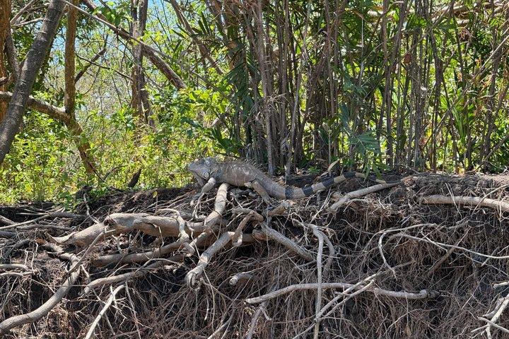 Tour de observación de aves por el Parque Nacional Palo Verde