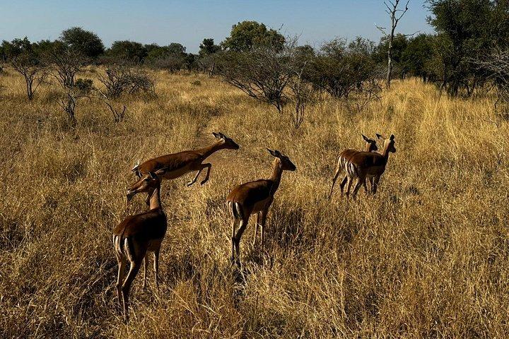 ヨハネスブルグのクルーガー国立公園での終日サファリ