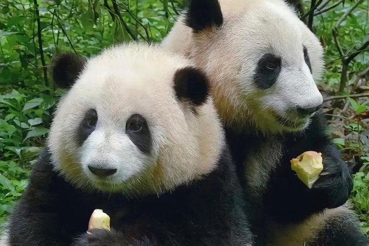 Hoteller i nærheden af Panda and Porcelain Local Buddy Tours
