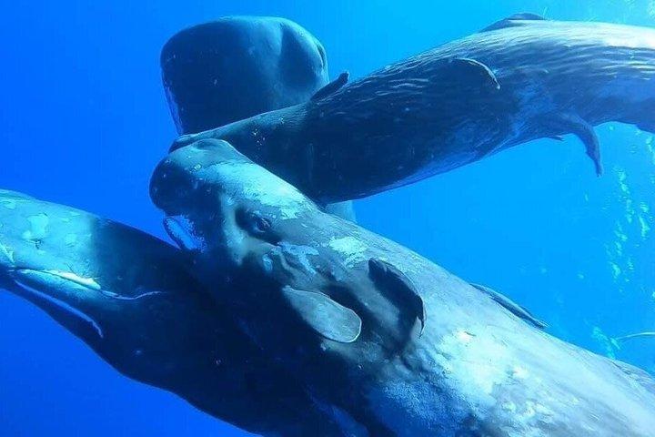 Unique whale watching experience in Mauritius