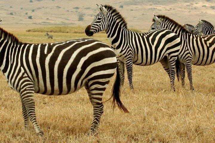 Mezza giornata Tala Game Reserve e Natal Park da Durban