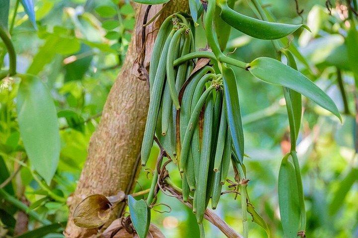 Zanzibar Spice Farm Private Tour with Pick Up