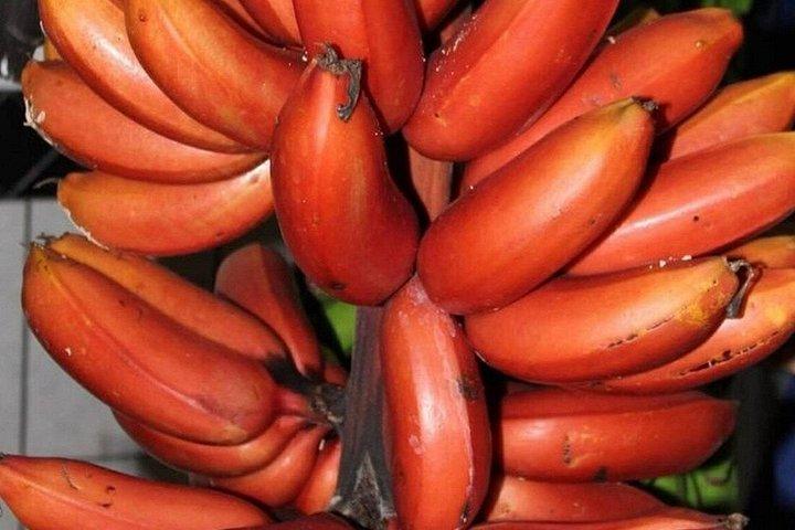 Zanzibar Spice Farm Private Tour with Pick Up
