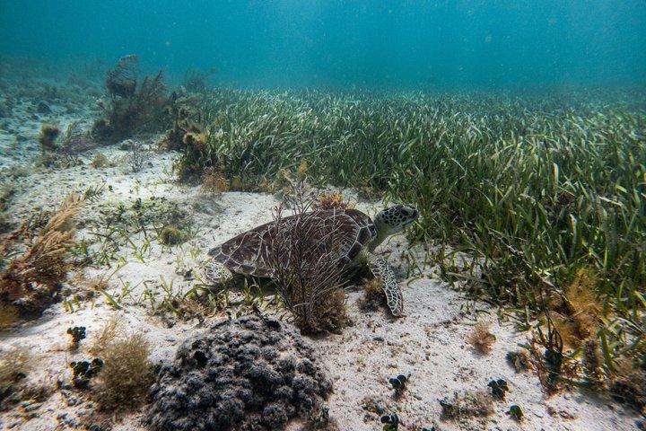 Snorkeling nel Parco Nazionale della Barriera Corallina di Puerto Morelos