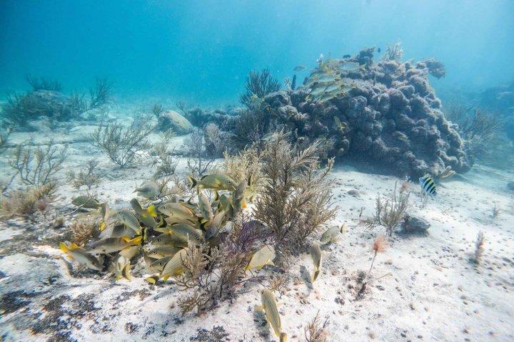 Snorkeling nel Parco Nazionale della Barriera Corallina di Puerto Morelos