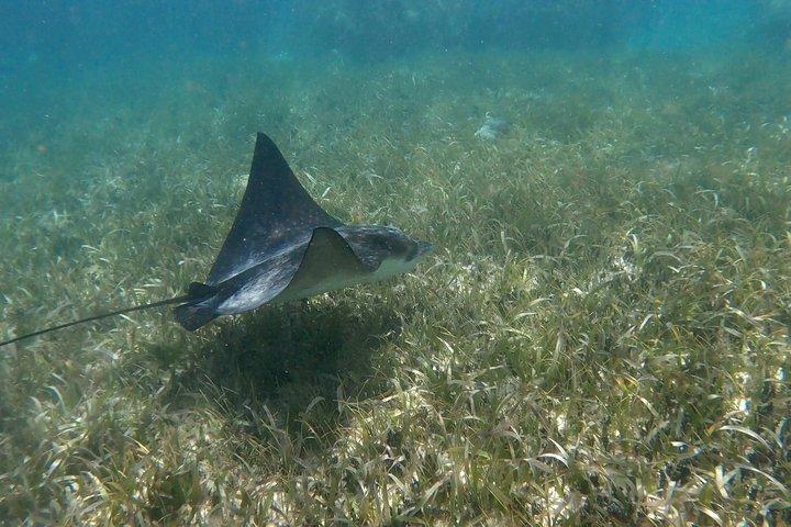 Snorkeling nel Parco Nazionale della Barriera Corallina di Puerto Morelos