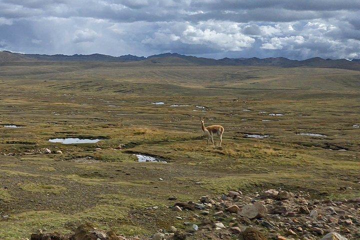 ケルカヤ・スユパリナ氷河終日探検隊