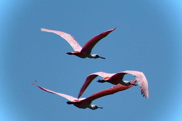 Tour a piedi di Little Havana + 1 ora di giro in idroscivolante nelle Everglades
