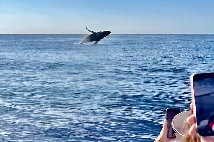 Oahu Whale Watching Catamaran Sail Experience