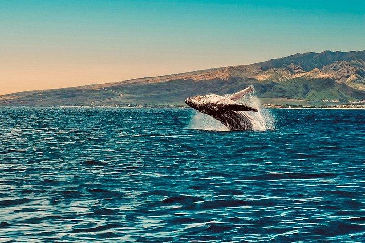 Oahu Whale Watching Catamaran Sail Experience