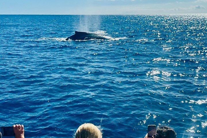 Oahu Whale Watching Catamaran Sail Experience