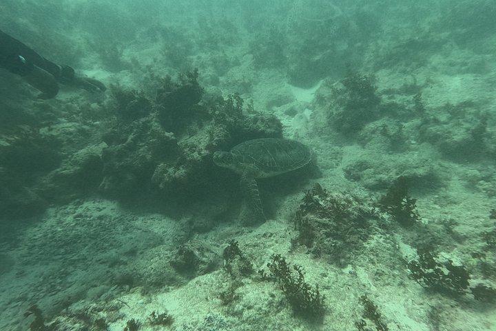 Punta Cana: PADI Open Water Scuba Certification (2–3 Days)