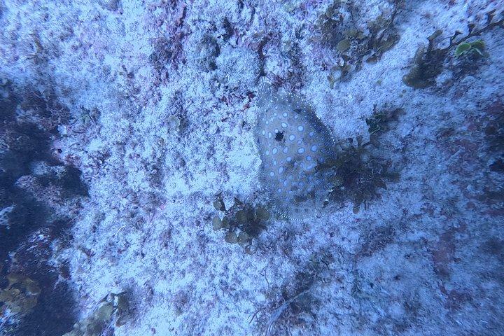 Punta Cana: PADI Open Water Scuba Certification (2–3 Days)