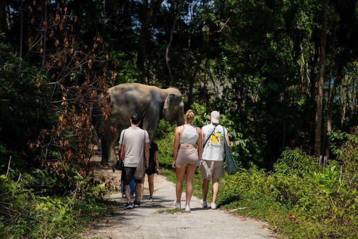 Visita guiada a Patong Hilltribe Ethical Elephant Village