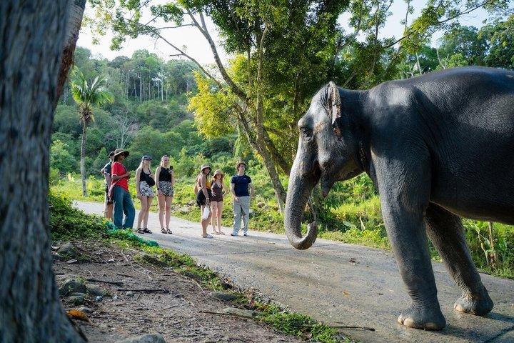 Visita guiada a Patong Hilltribe Ethical Elephant Village