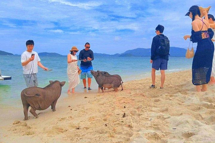 サムイ島：プライベートクルーズシュノーケル ラップ島、タエン島、ピッグ島