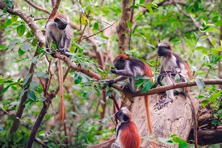 ザンジバルのジョザニの森、サラーム洞窟、ザ・ロック・レストラン