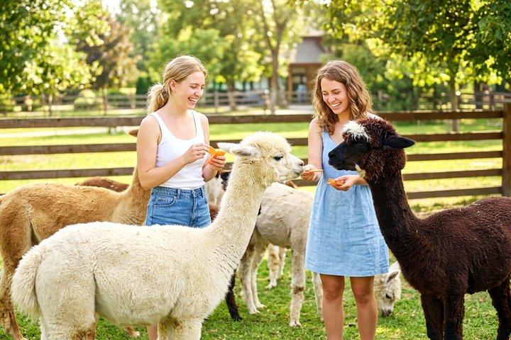 Nami Island, Railbike, Alpaca Garden, Summer Light Festival