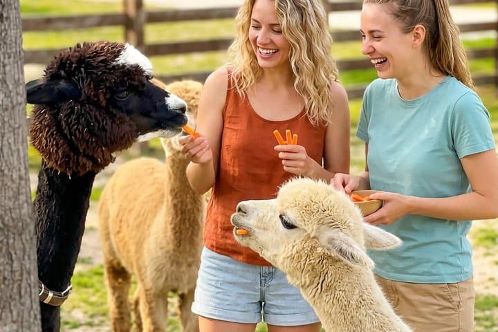 Nami Island & Alpaca Garden & Garden of Morning Calm