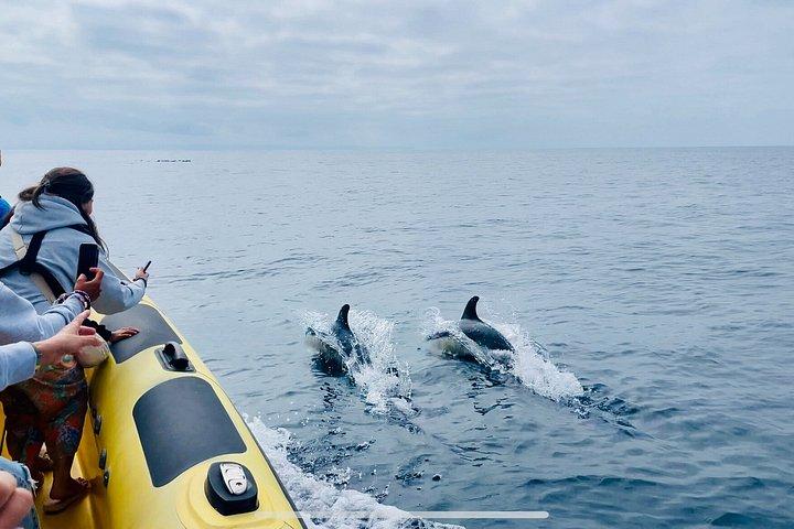 100% Guarantee Lisbon Dolphin Watching Ocean Safari