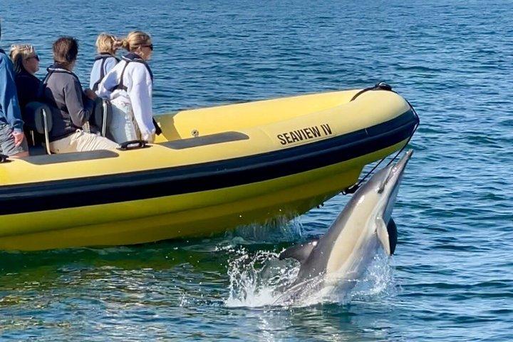 100% Guarantee Lisbon Dolphin Watching Ocean Safari
