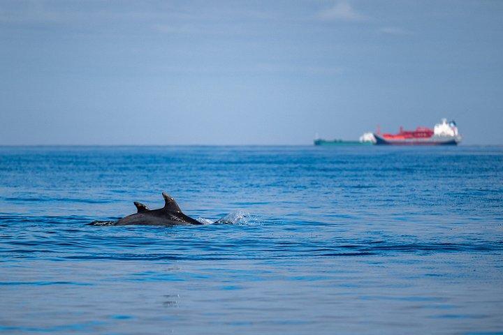 100% Guarantee Lisbon Dolphin Watching Ocean Safari