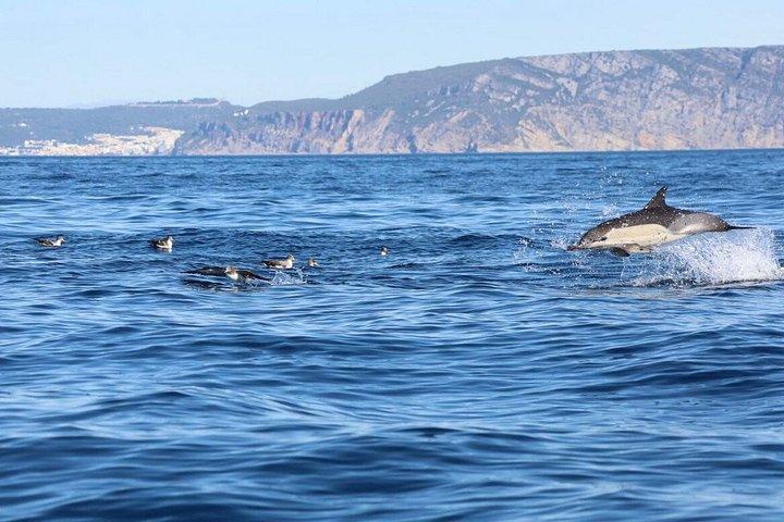 100% Guarantee Lisbon Dolphin Watching Ocean Safari