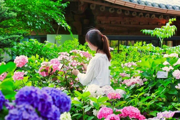 Nami Island & Alpaca Garden & Garden of Morning Calm