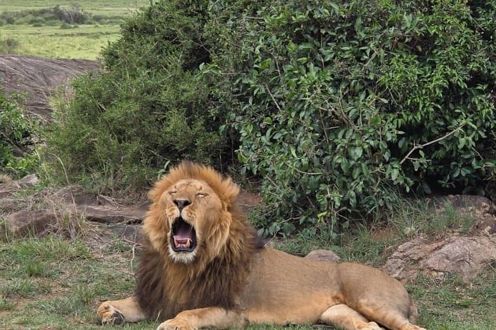 Wildebeest Migration 3-day Masai Mara Group joining Safari