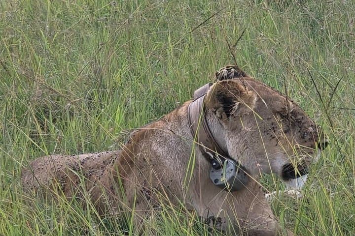Wildebeest Migration 3-day Masai Mara Group joining Safari