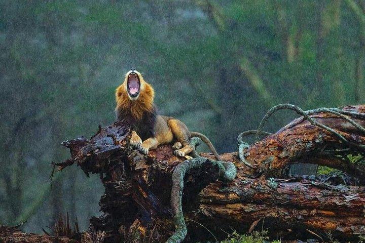 Nakurusjöns nationalpark Halvdagspris per fordon från Nakuru
