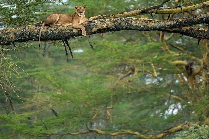 Nakurusjöns nationalpark Halvdagspris per fordon från Nakuru