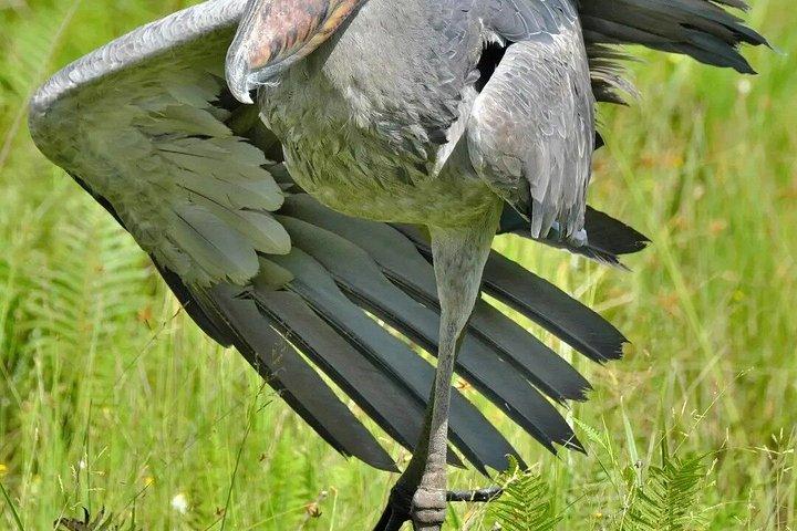 マバンバ湿地 チュウサギのバードウォッチング ヴィクトリア湖