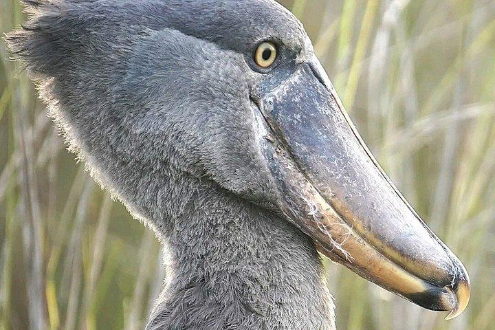 マバンバ湿地 チュウサギのバードウォッチング ヴィクトリア湖
