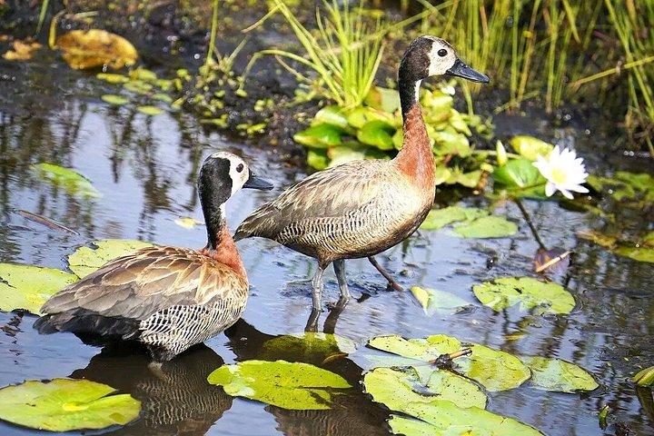 マバンバ湿地 チュウサギのバードウォッチング ヴィクトリア湖