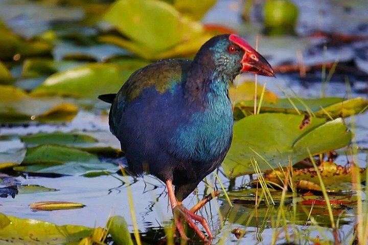 マバンバ湿地 チュウサギのバードウォッチング ヴィクトリア湖