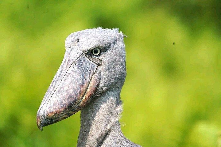 マバンバ湿地 チュウサギのバードウォッチング ヴィクトリア湖