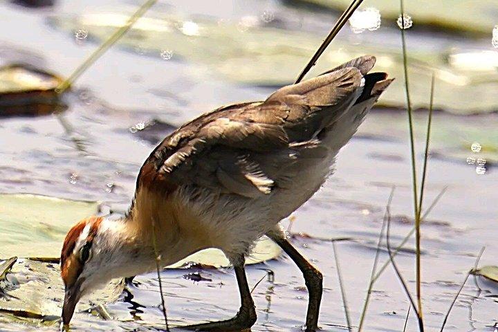 マバンバ湿地 チュウサギのバードウォッチング ヴィクトリア湖