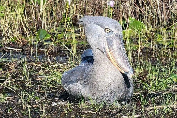 マバンバ湿地 チュウサギのバードウォッチング ヴィクトリア湖