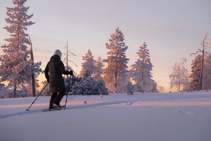 Explore a Silent Arctic Forest em Rovaniem