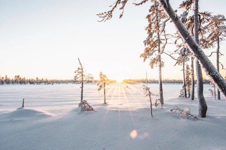 Explore a Silent Arctic Forest em Rovaniem