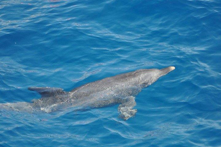Dolphin tour & banana boat fun with snorkeling from Hurghada