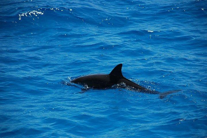 フルガダ発、シュノーケリング付きイルカツアーで楽しもう