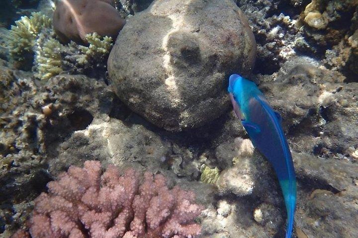 Excursion to the White Island & Ras Mohammed National Park from Sharm El Sheikh