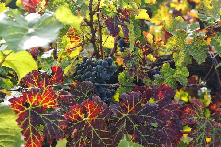 Super Tuscan Wine Tour by Carus Vini